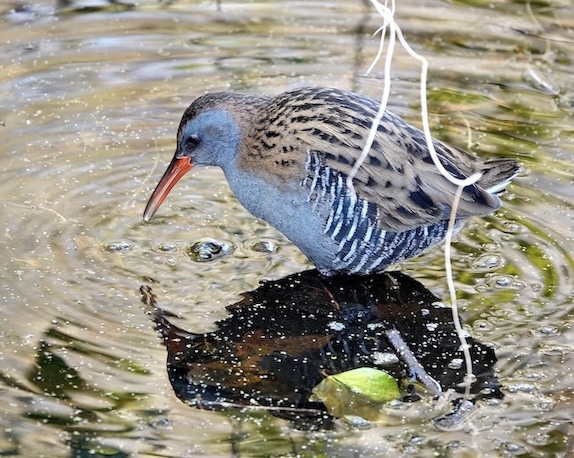 water rail